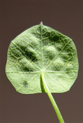  Leaf (Abaxial view)